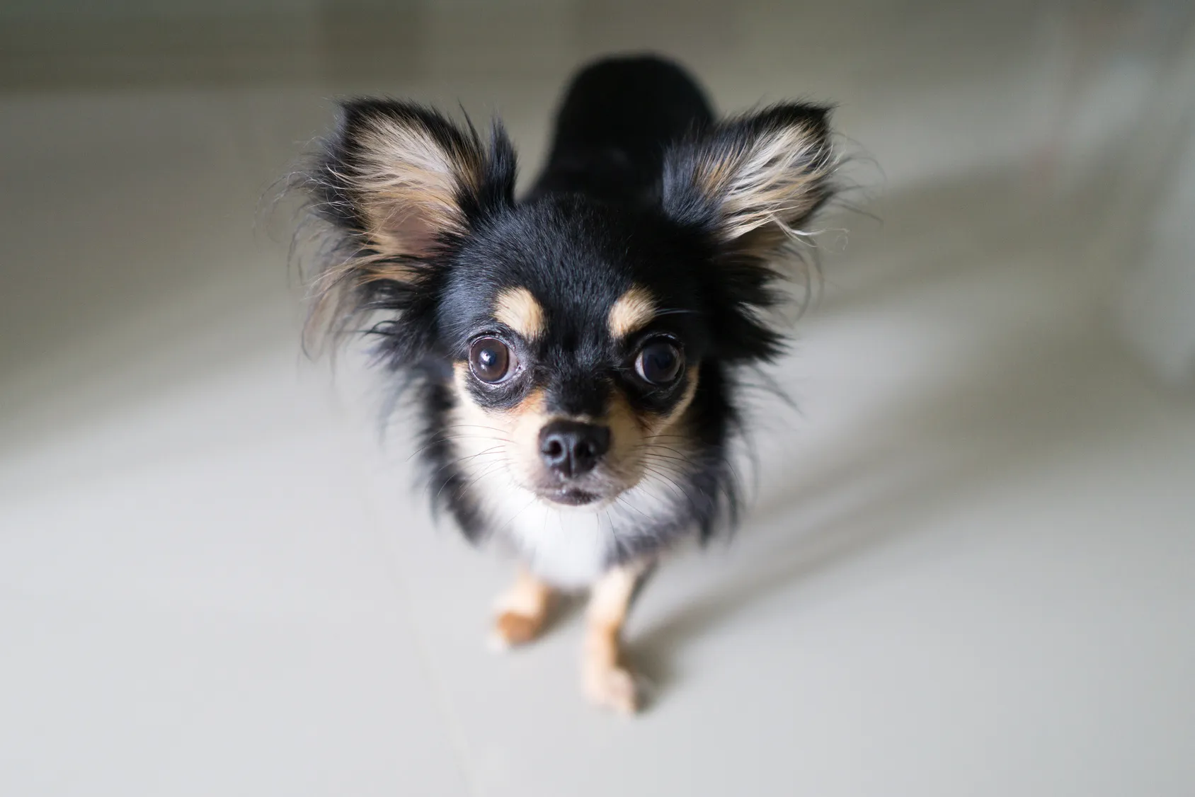 Chihuahua Characteristics Price Appearance Zooplus