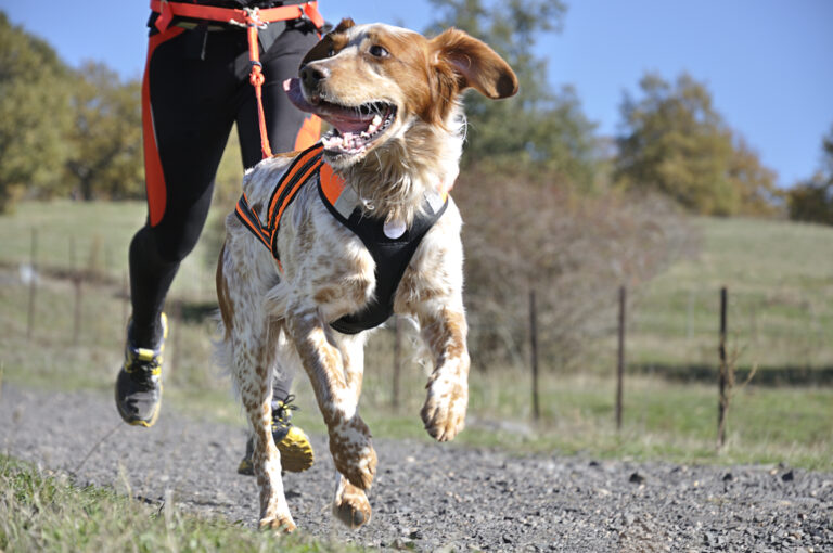 Dog and its owner taking part in a popular canicross race