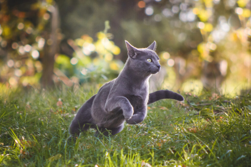 Cat bone health Cat bone health