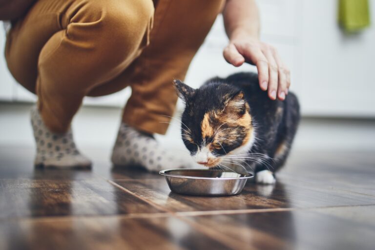 Cat diet for sick cats