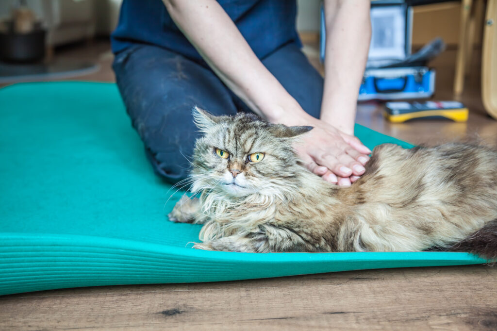 cat diseases bones cat diseases bones
