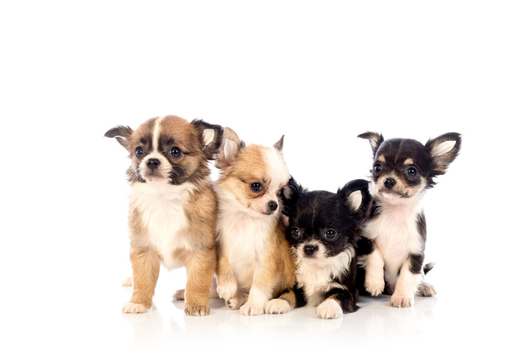 Chihuahua puppies