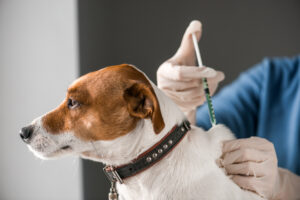The most important vaccinations for your dog