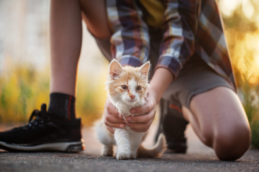 lost ginger kitten