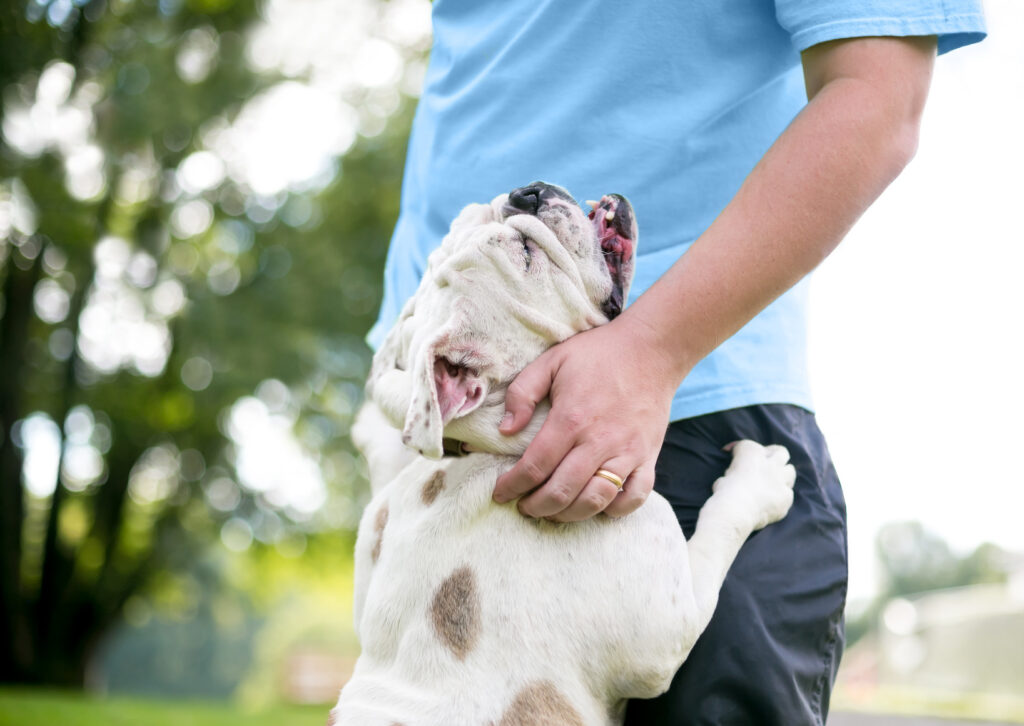 An affectionate English Bulldog hugging its owner