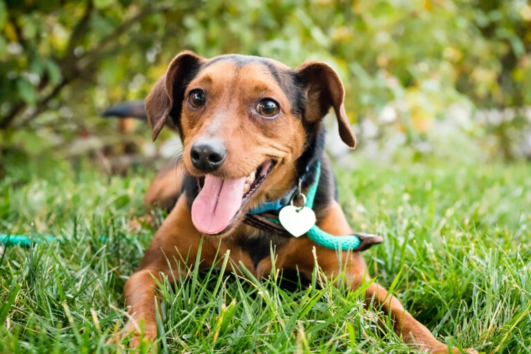 joyful dog on grass