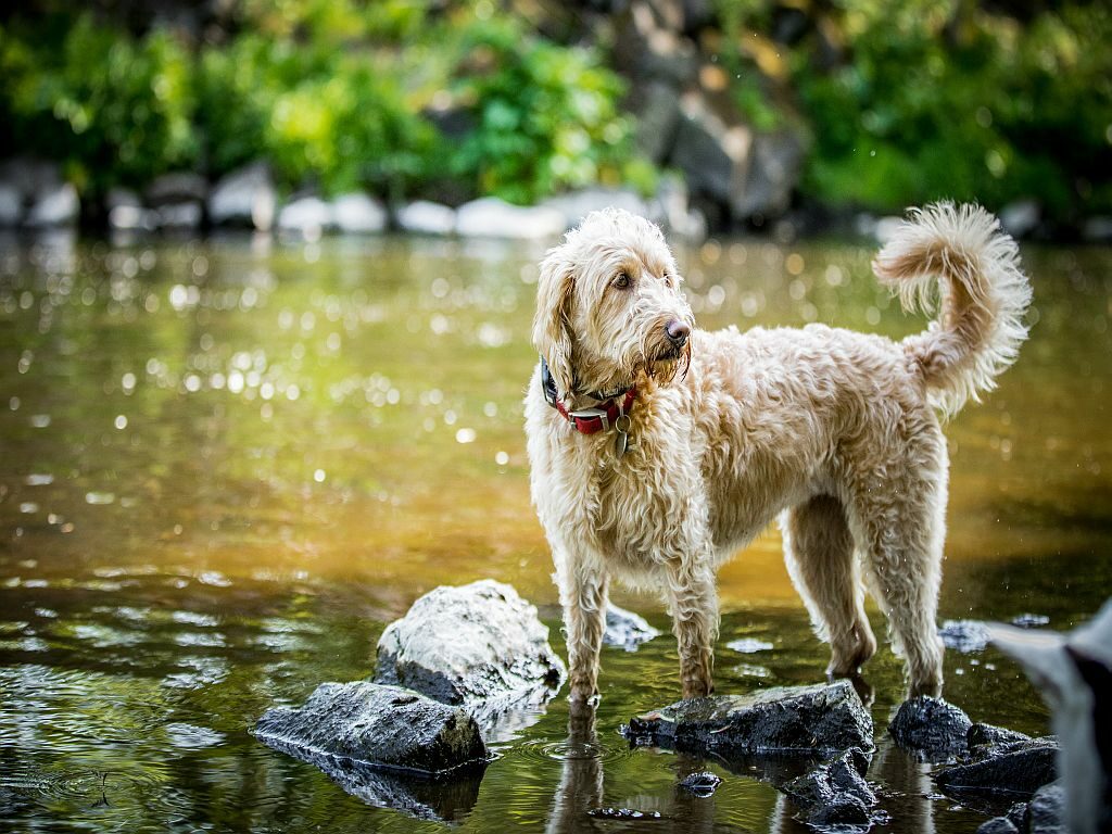 Labradoodle in the river