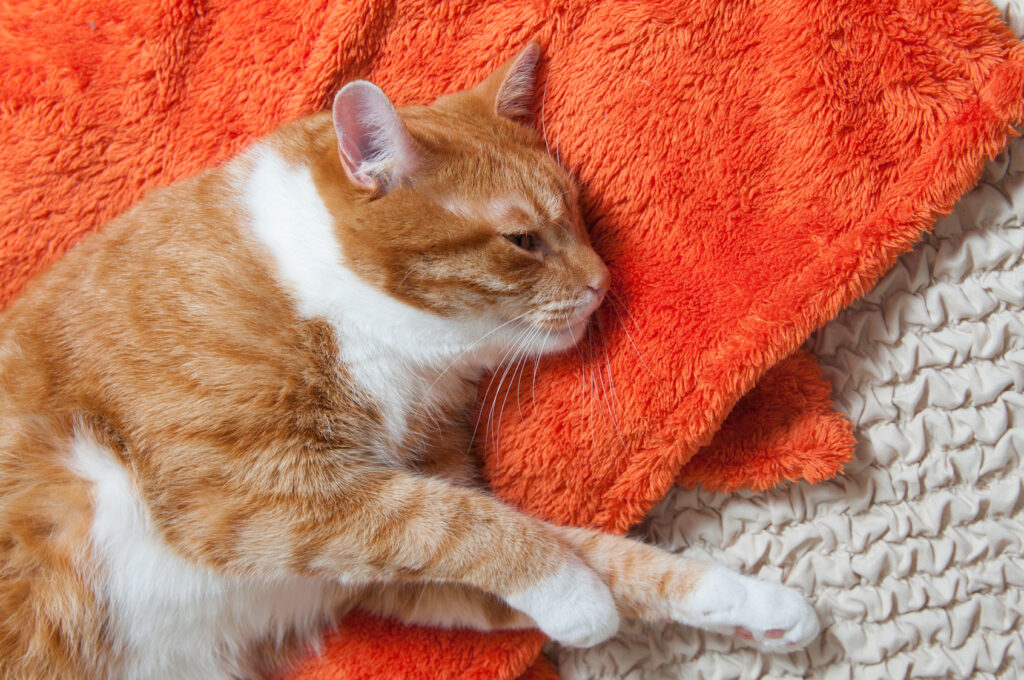 sick cat digestive problems sick cat digestive problems