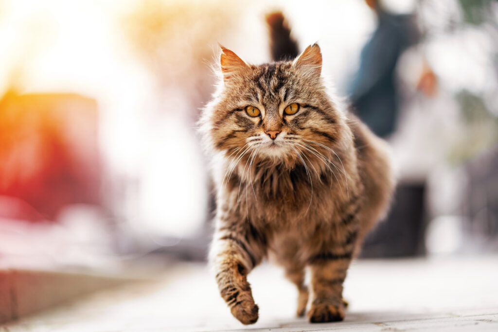 How to Take Care of a Stray Cat 8 Helpful Suggestions Stray Cat Advice