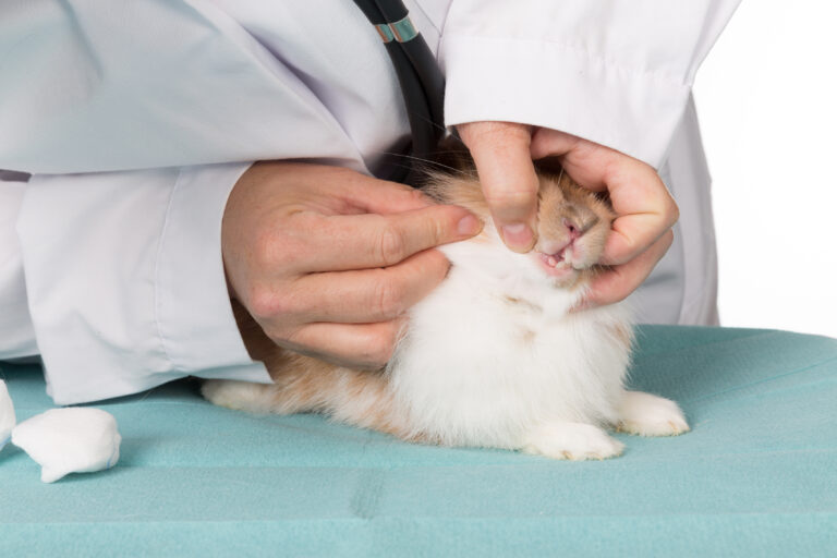 Teeth Misalignment in Small Pets | zooplus Magazine
