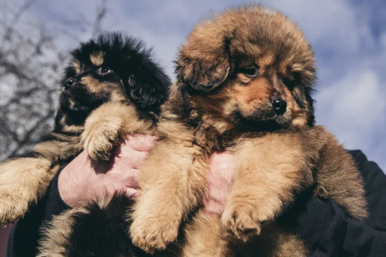 Tibetan Mastiff puppies