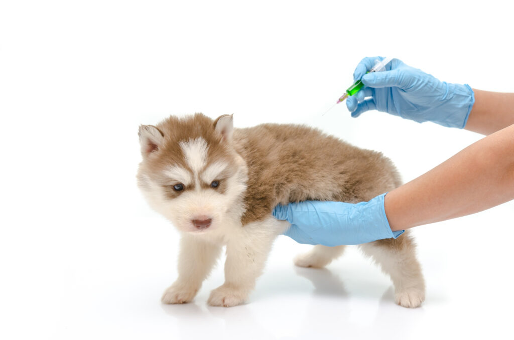 vaccinate puppy