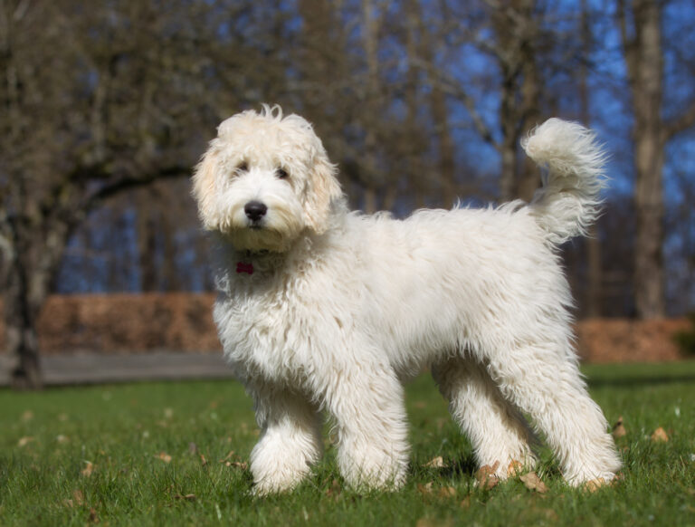 Labradoodle dog outdoors in nature