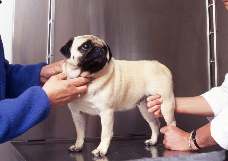 A Pug with Arthrosis