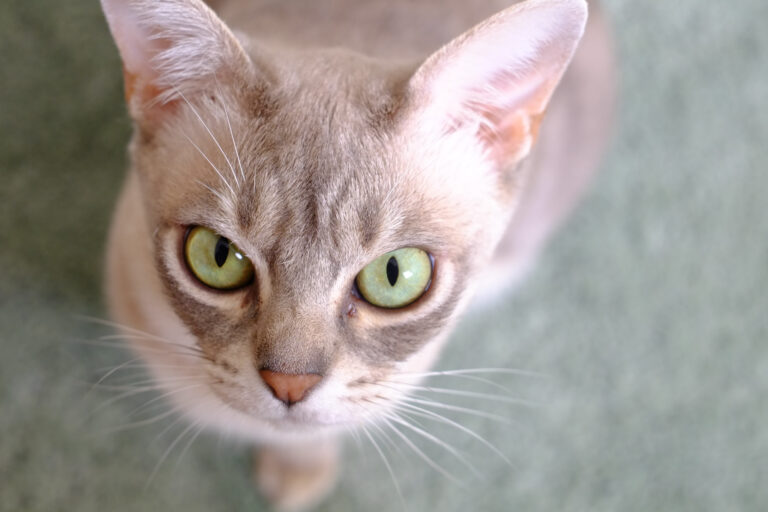 Australian Mist cat