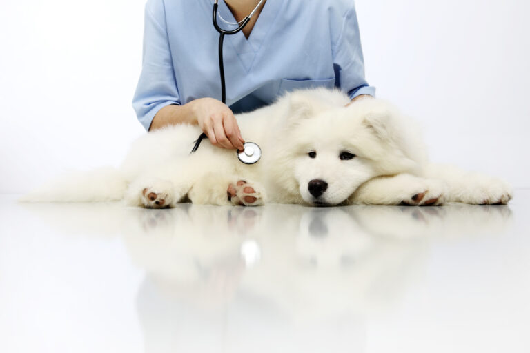 Bladder Infections Affecting Dogs