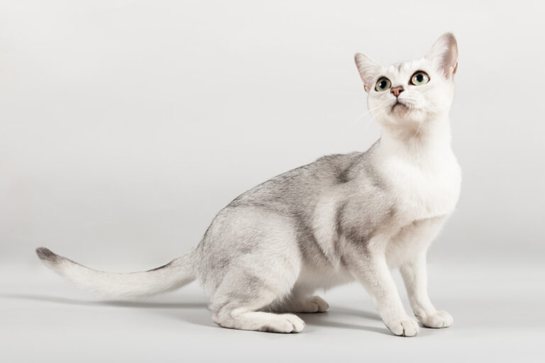 white and silver Burmilla Shorthair cat breed sitting