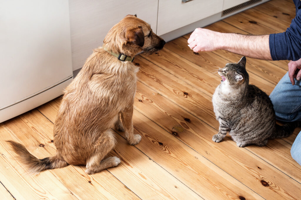 Dog and cat eating food together
