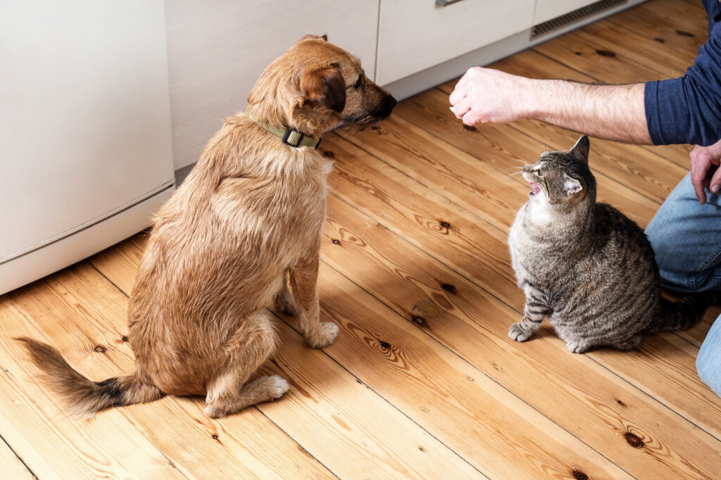 Can I give cat food to my dog? | zooplus Magazine