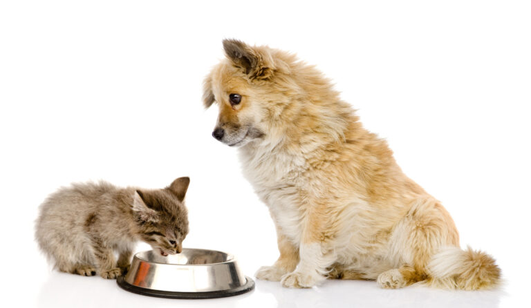 Is it safe to feed cat food to my dog?