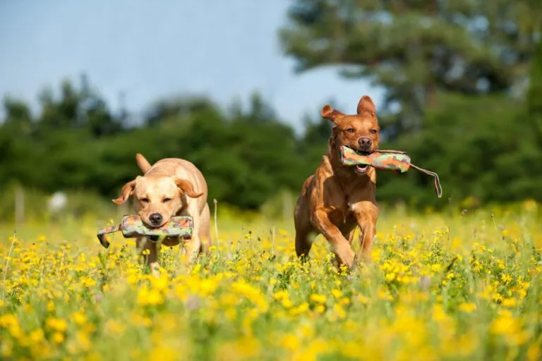 Two dogs retrieve food bags