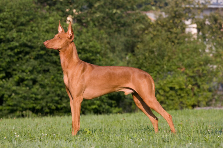 Pharaoh hound