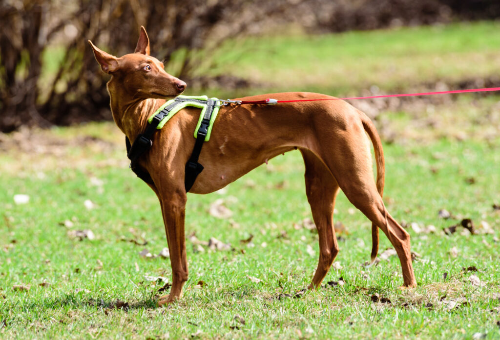 Pharaoh Hound dog walking on a sunny day