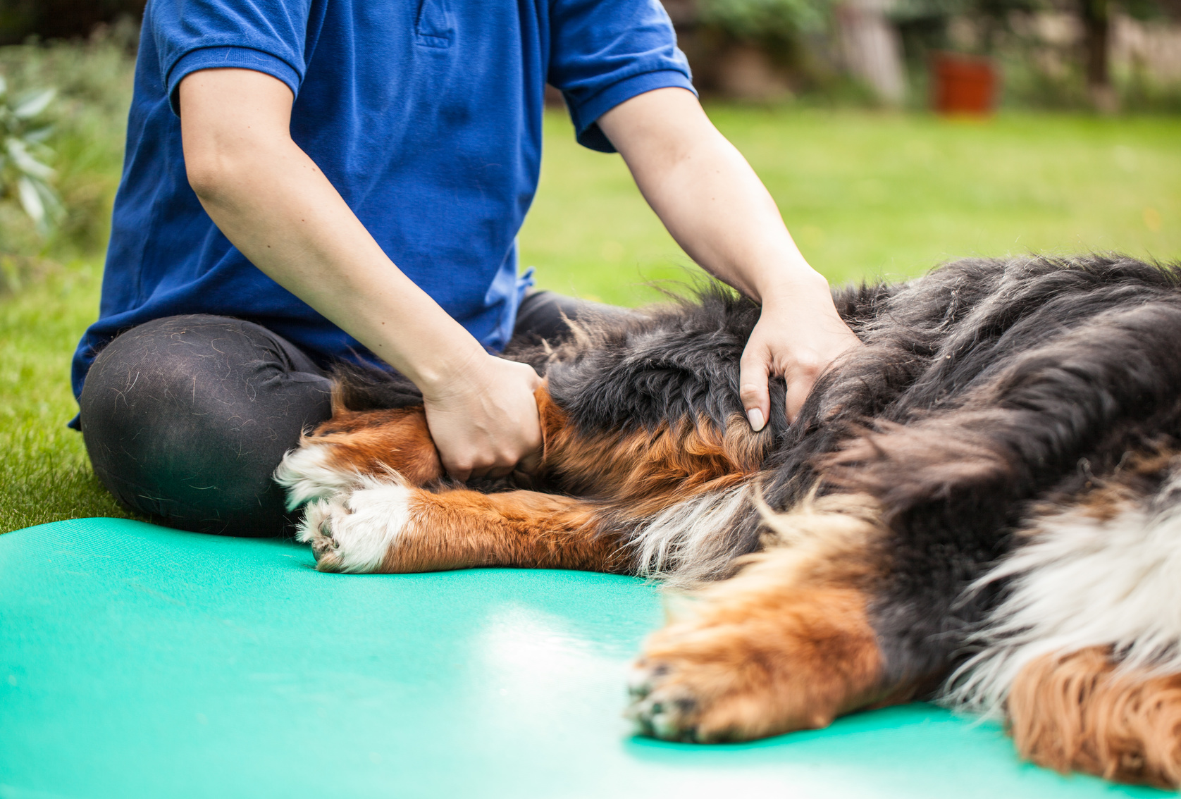 Physiotherapy for Dogs with Arthrosis