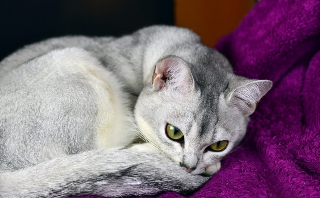 Grey Burmilla Shorthair cat lying down