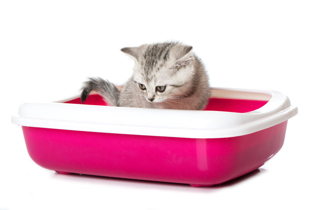 Kitten diarrhoea Kitten diarrhoea