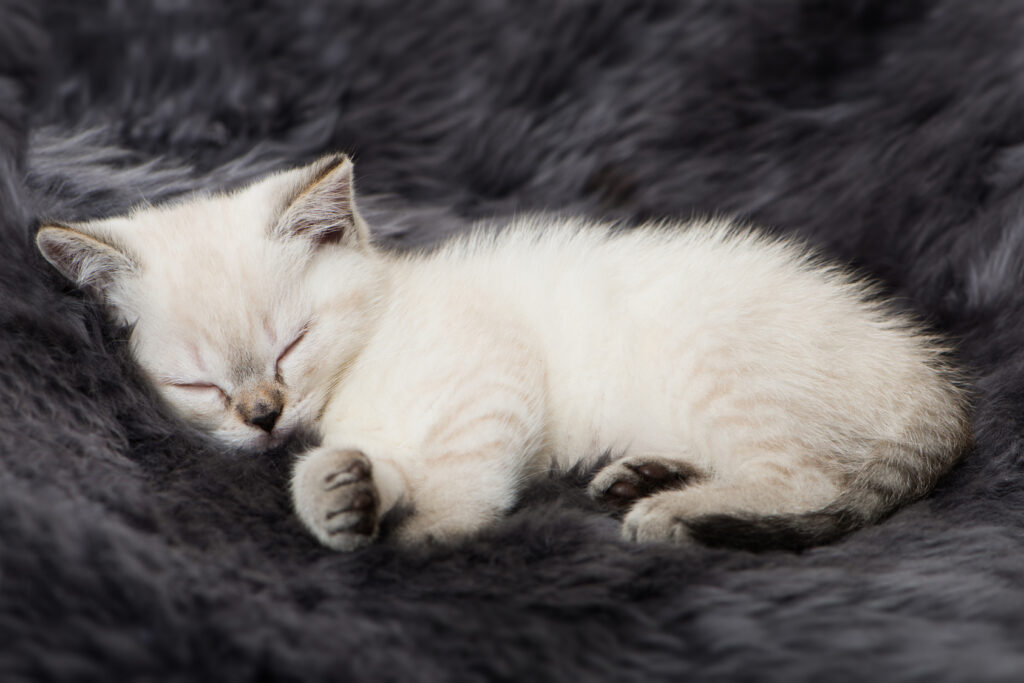 sleeping kitten – diarrhea symptoms sleeping kitten - diarrhea symptoms