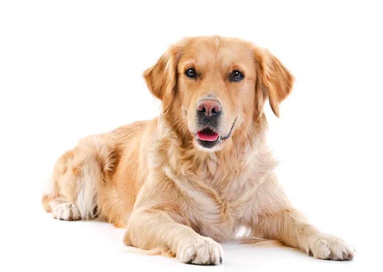 Golden retriever feeding guide