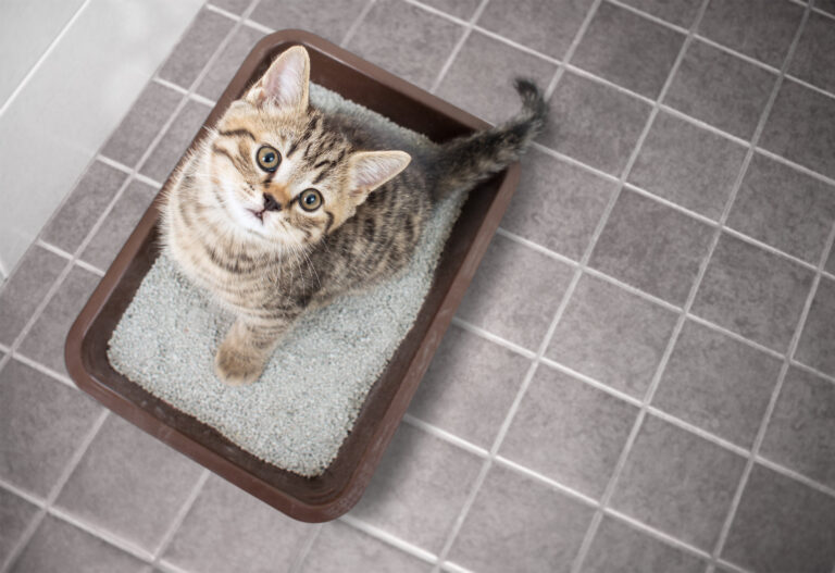 kitten with diarrhea in top entry cat litter tray