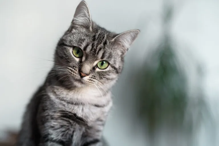 American Shorthair Cat with Green Eyes