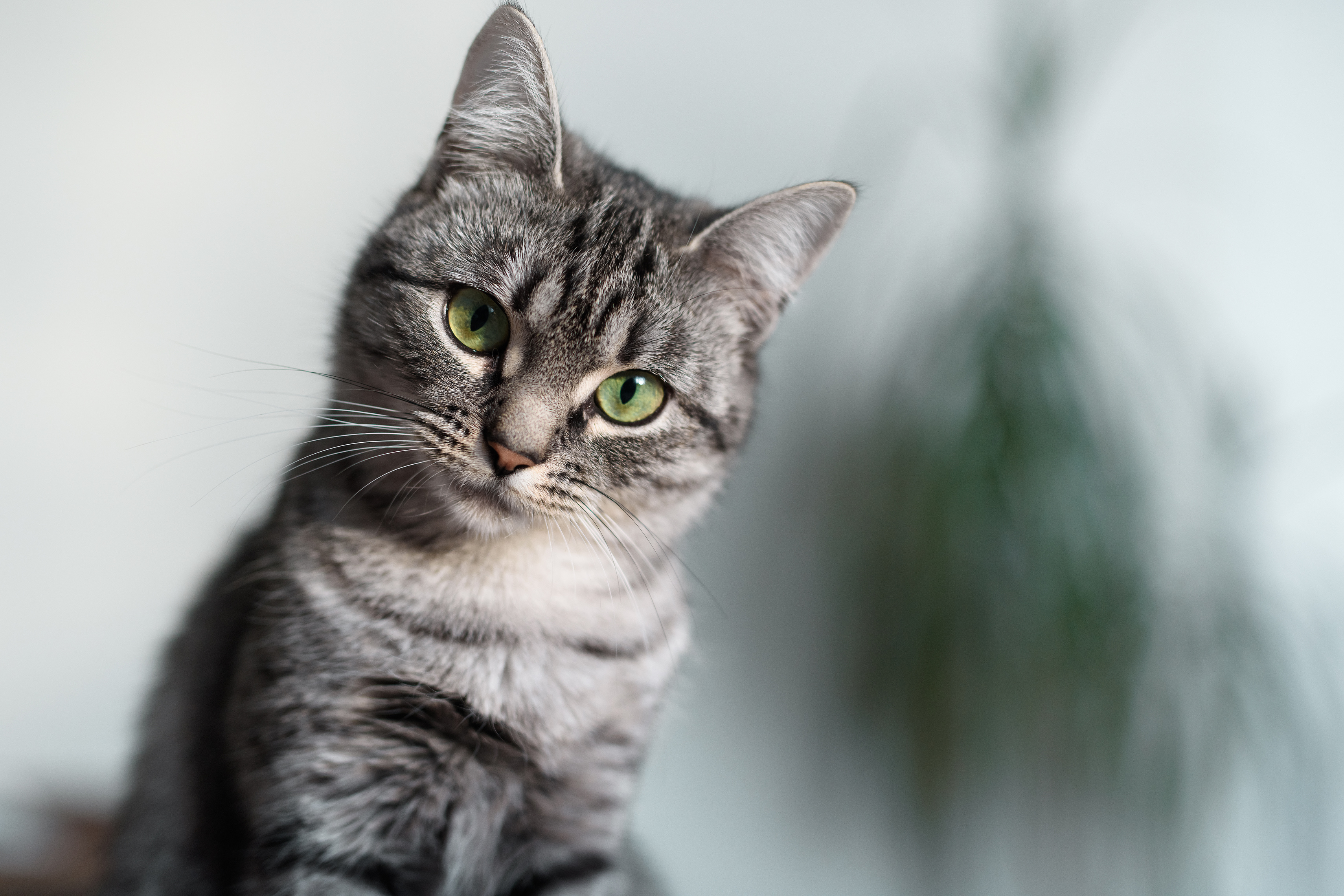 american shorthair cat grey