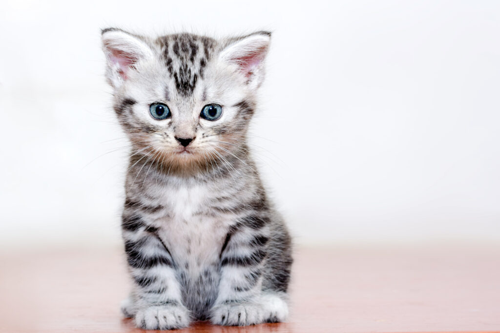 American Shorthair Kitten