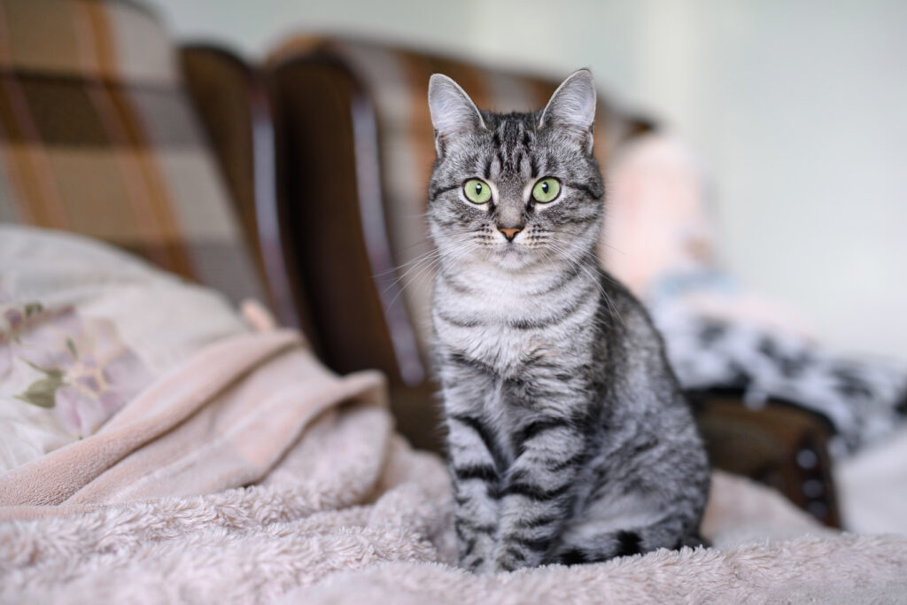 american shorthair cat grey