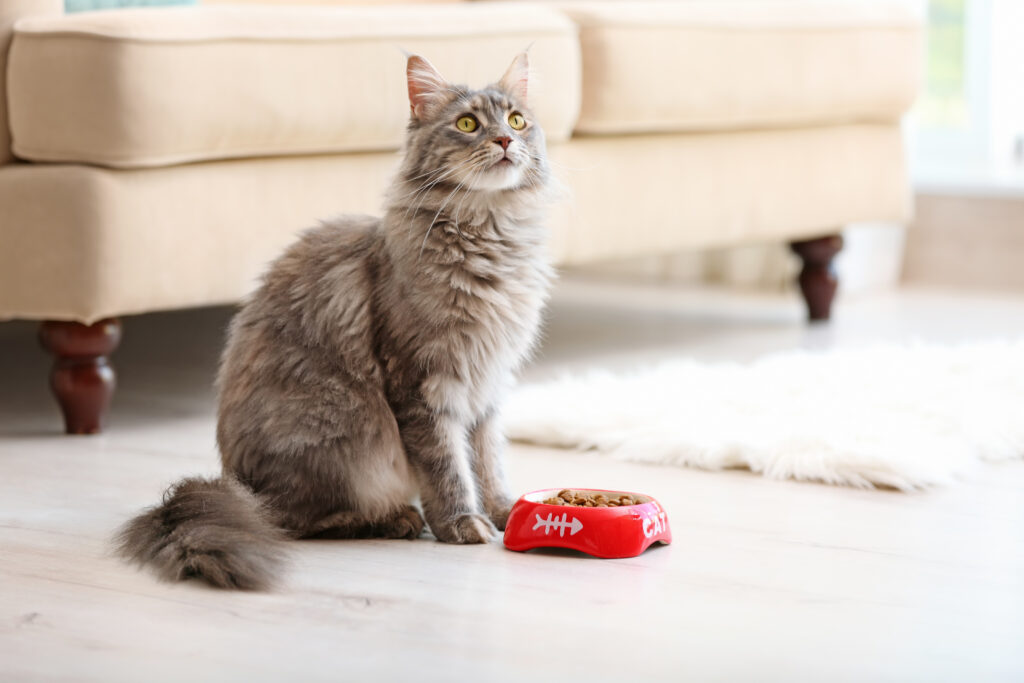 Cat with Loss of Appetite