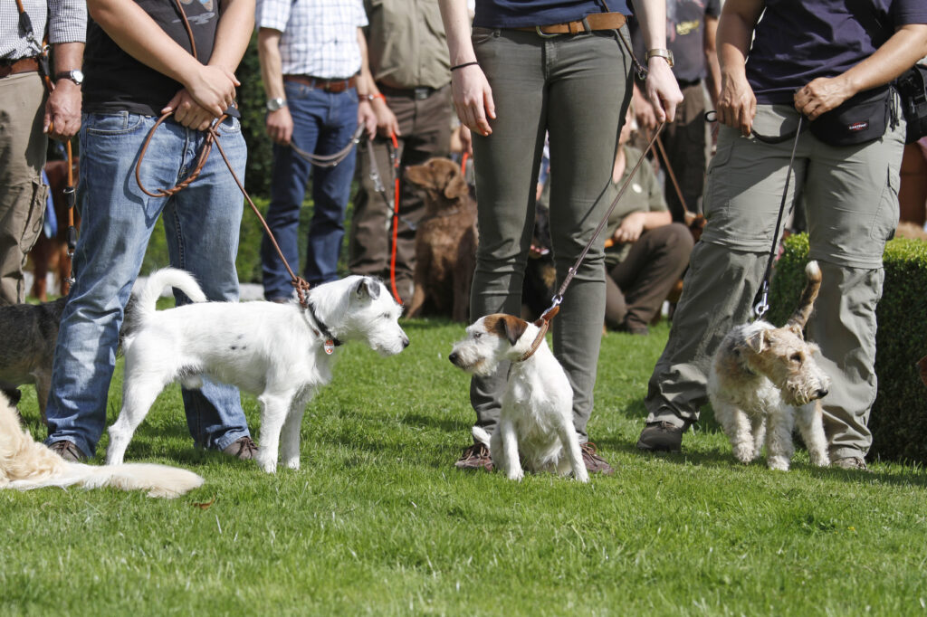 dogs at dog school