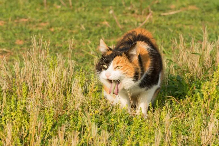 Cat vomiting on grass