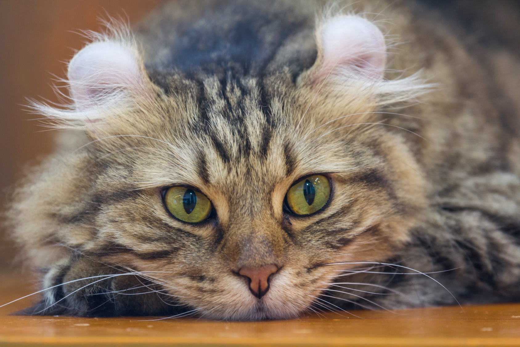 American Curl cat