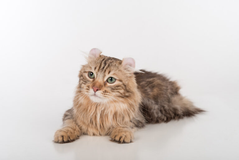 Dark Hair American Curl cat Lying Down