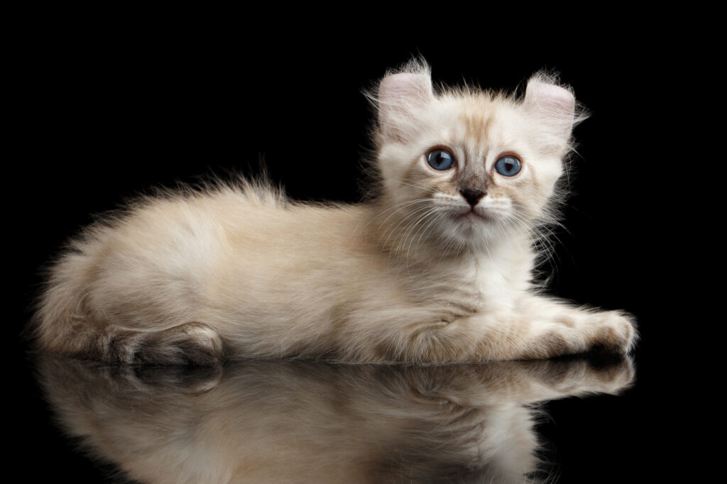 Cute American Curl Kitten with Twisted Ears