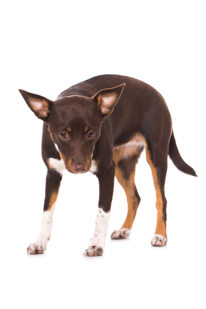 fearful dog fearful dog