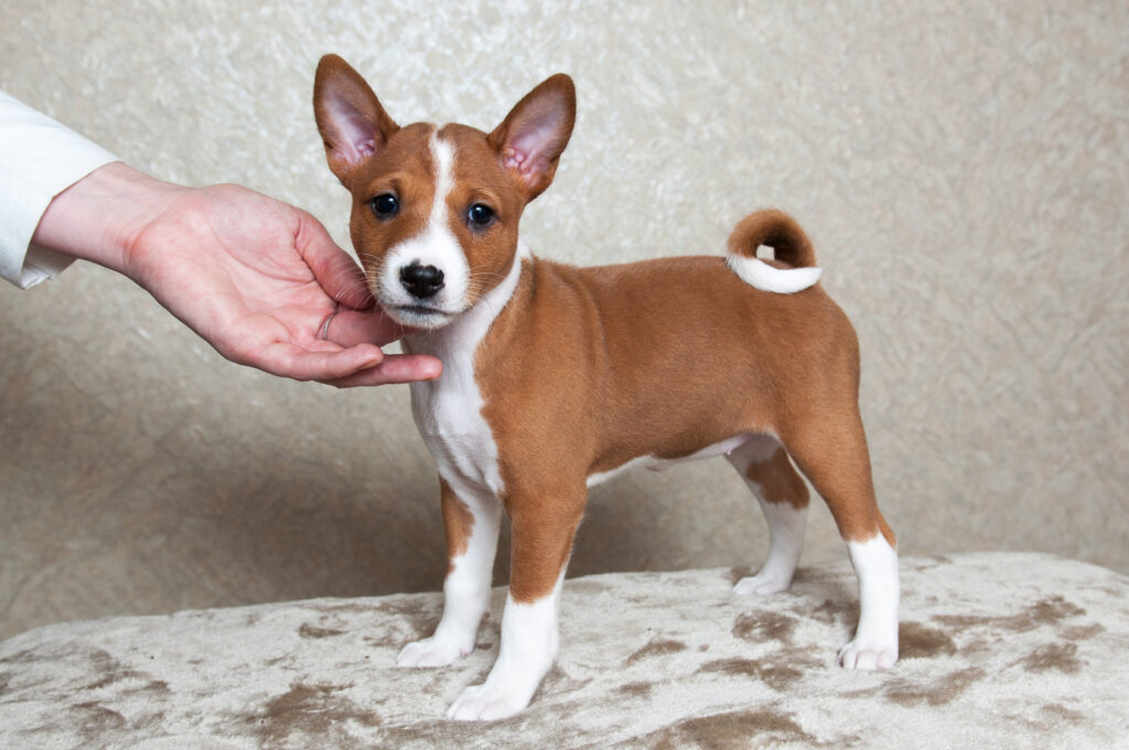 basenji puppies near me