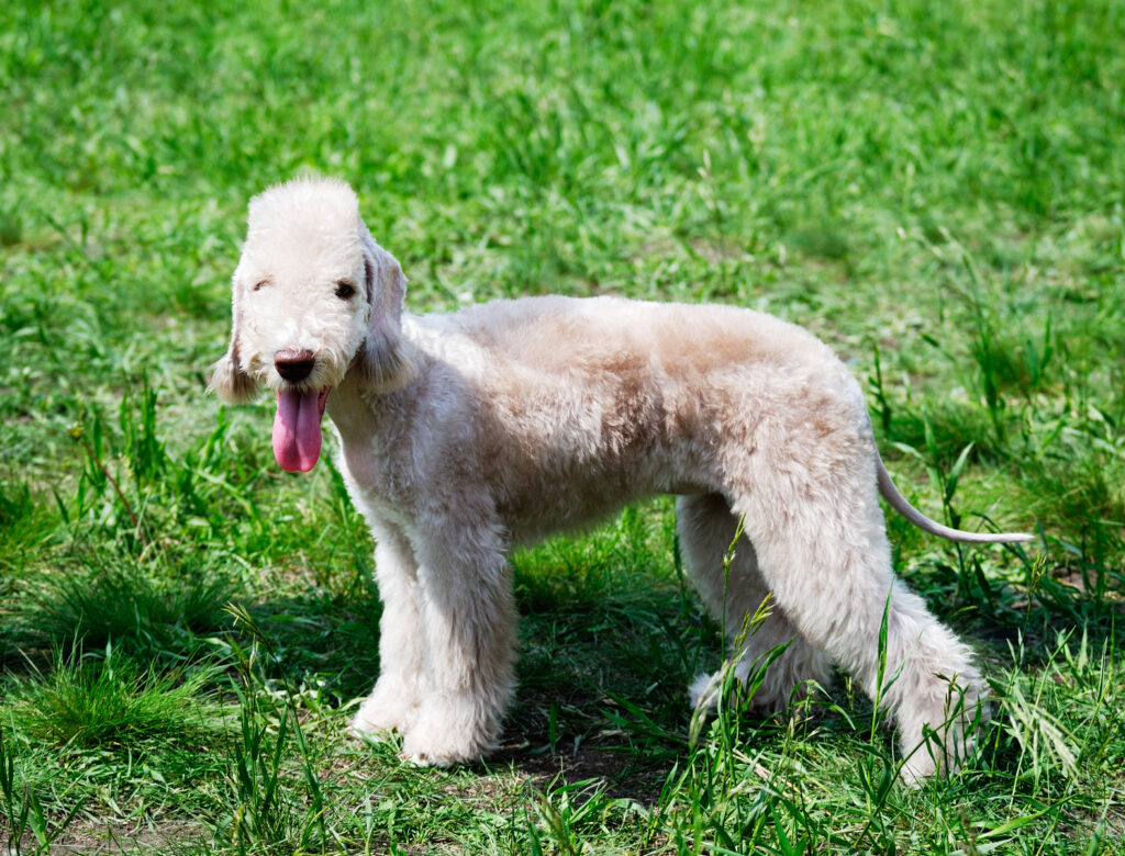 Bedlington terrier standing on grass