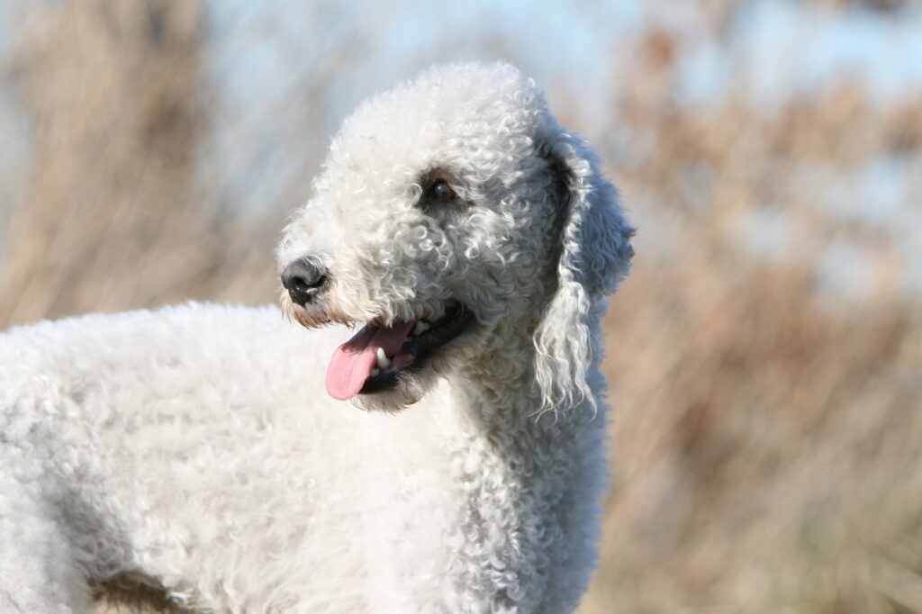 White Bedlington Terrier