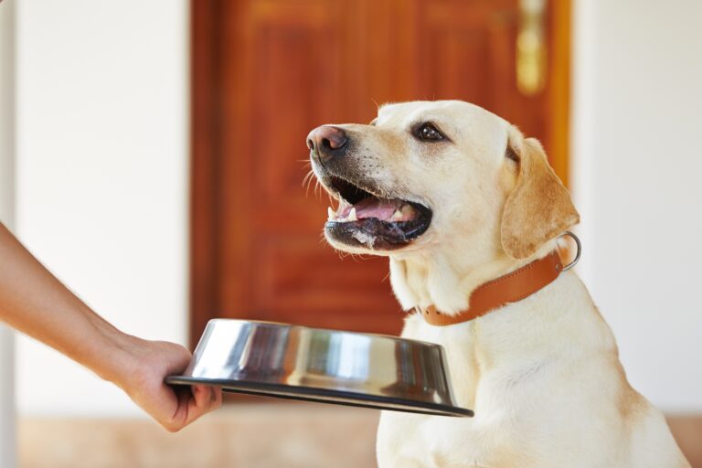 cold-pressed dog food - advantage and disadvantage