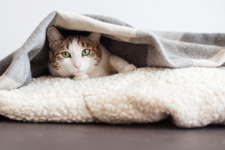 colds in cats