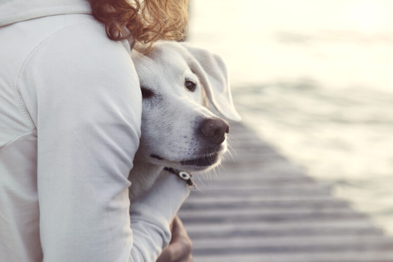 Anxious dog